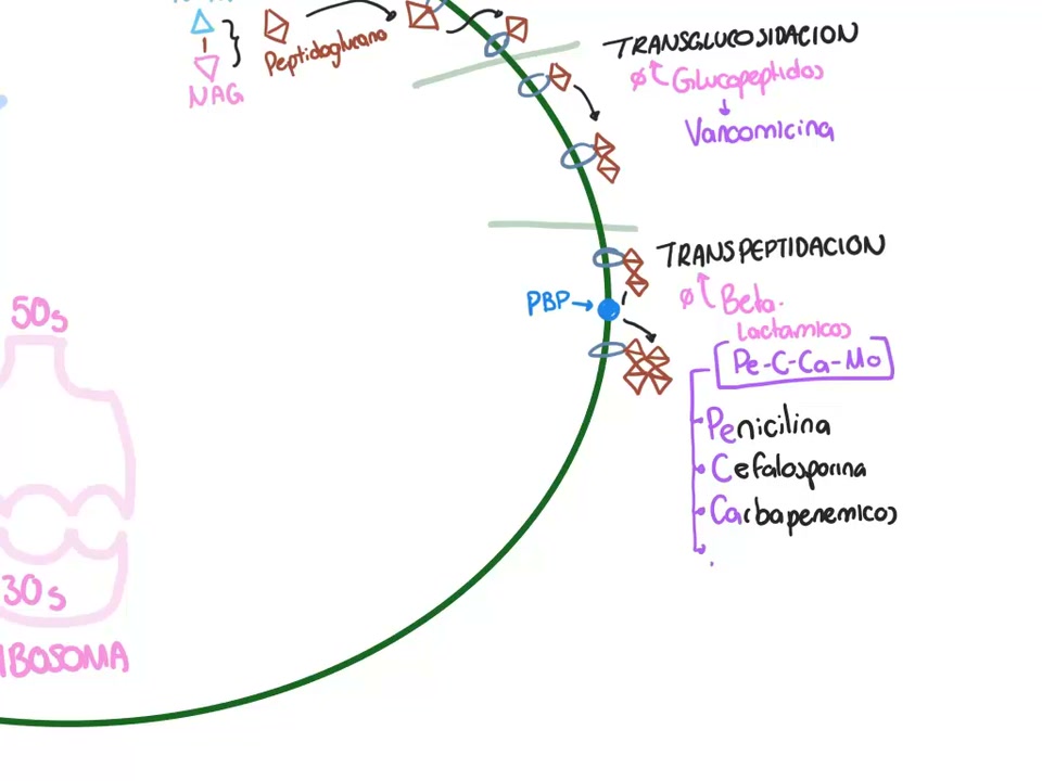 Cuadro de la clase Mecanismo de acción de los antibióticos
