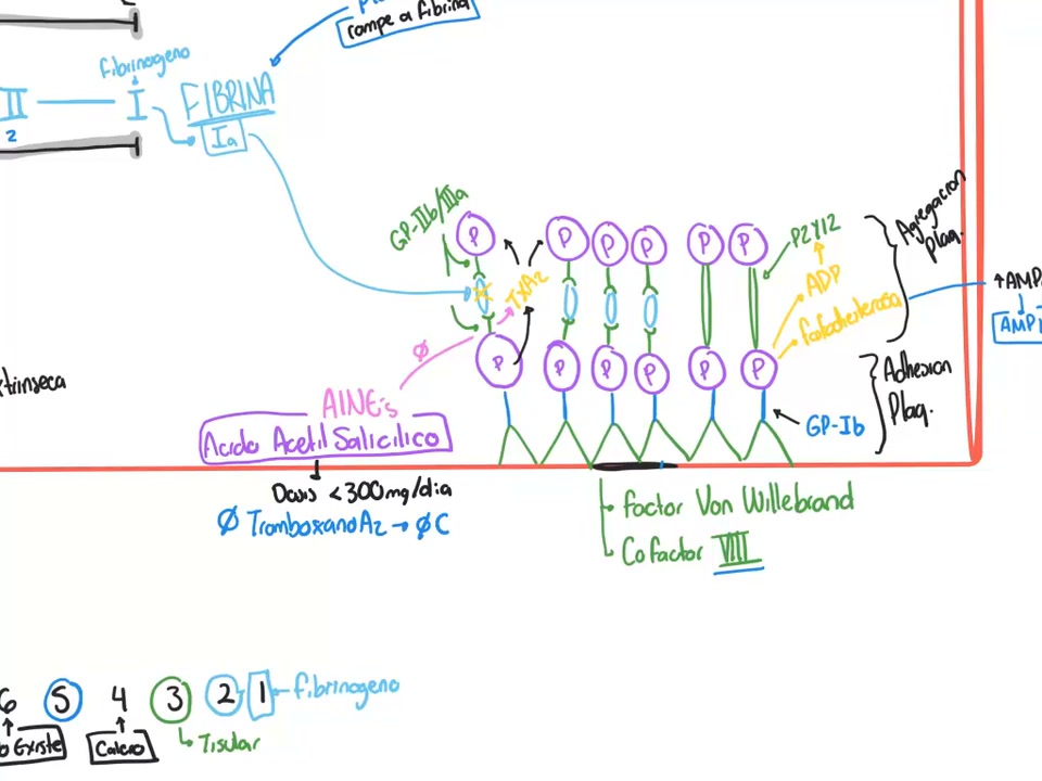 Cuadro de la clase Hemostasia: anticoagulantes, fibrinolíticos y antiagregantes